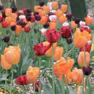 Light Tulips Harmony