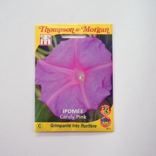 Ipomoea purpurea - Morning Glory Candy Pink Seeds