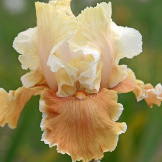 Iris germanica English Charm