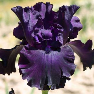 Iris germanica Midnight Revelry - Bearded Iris
