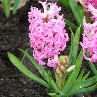 Hyacinthus x orientalis Pink Pearl