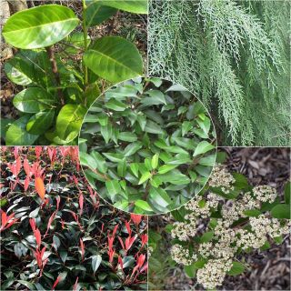 Varied Evergreen Eco Hedge Collection