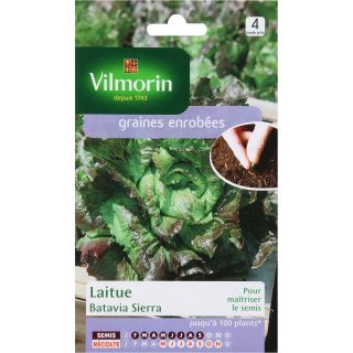 Lettuce Sierra Batavia - Vilmorin coated seeds - Lactuca sativa