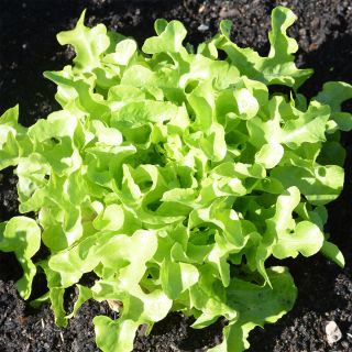 Organic Cut-and-Come-Again Lettuce Veredes - Ferme de Sainte Marthe seeds - Lactuca sativa