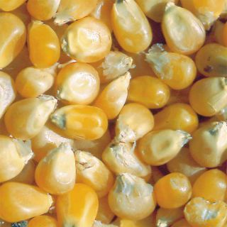 Corn Tom Thumb Popcorn - Ferme de Sainte Marthe Seeds