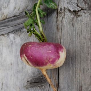 Turnip d'Auvergne Hâtif - Ferme de Sainte Marthe seeds Untreated Seeds - Brassica rapa