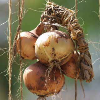 Onion Sturon - Ferme de Sainte Marthe Seeds