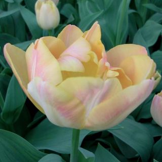 Tulipa Crème Upstar