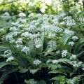 Bear's Garlic - Allium ursinum