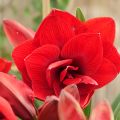 Hippeastrum 'Double Dragon' - Amarylis