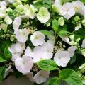 Hydrangea Runaway Bride Snow White