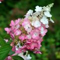 Hydrangea paniculata Pinky Winky