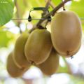 Kiwi Plant kiw'Happy (female) - Actinidia deliciosa
