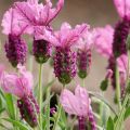 Lavandula stoechas The Princess - French Lavender