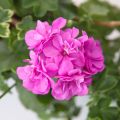 Géranium-lierre Amelit - Pelargonium peltatum
