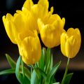 Tulipa Strong Gold - Triumph Tulip