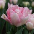Tulipa Foxtrot- Double Early Tulip