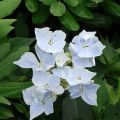 Hydrangea Renaissance