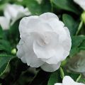 Impatiens walleriana Double White - Busy Lizzie