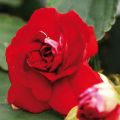 Impatiens walleriana Double Red - Busy Lizzie