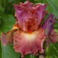 Iris germanica Dame de Coeur - Bearded Iris