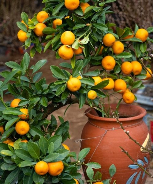 Can't get enough of citrus fruits?