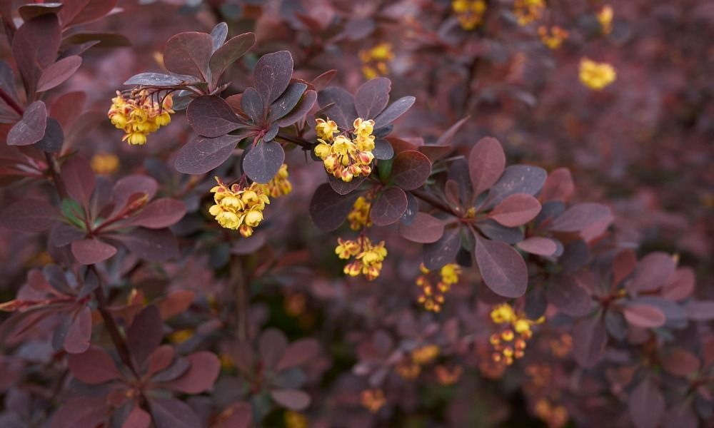 Discover our affordable shrubs: