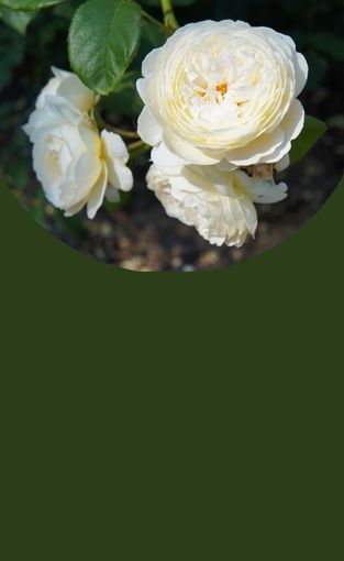 Discover our selection at low prices