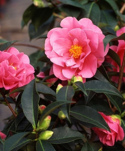 Discover our thriving camellias!