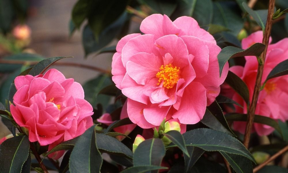 Discover our thriving camellias!