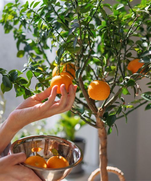GROW YOUR OWN CITRUS FRUITS IN POTS