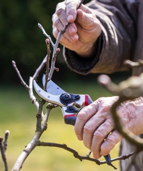 Everything you need to prune your shrubs