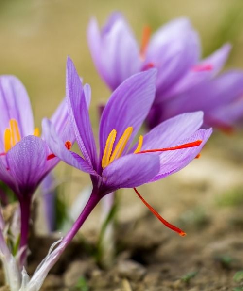 Prepare your most beautiful autumn blooms!