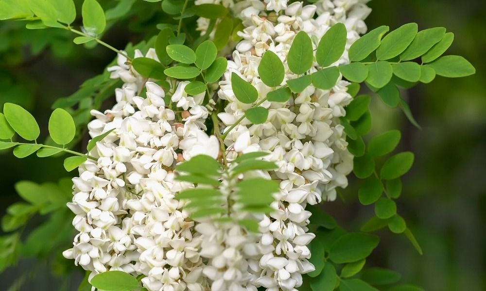 Over 500 varieties on special offer right now!