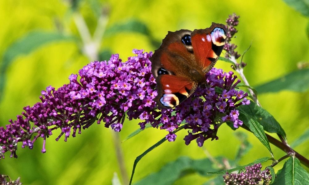 Discover all our summer flowering drought-resistant bushes!