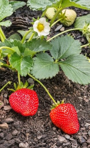 Fall in love with our strawberry plants!