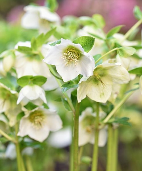 Discover our hellebores!