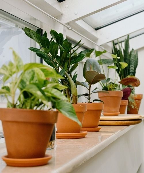 Choose your plants according to their characteristics