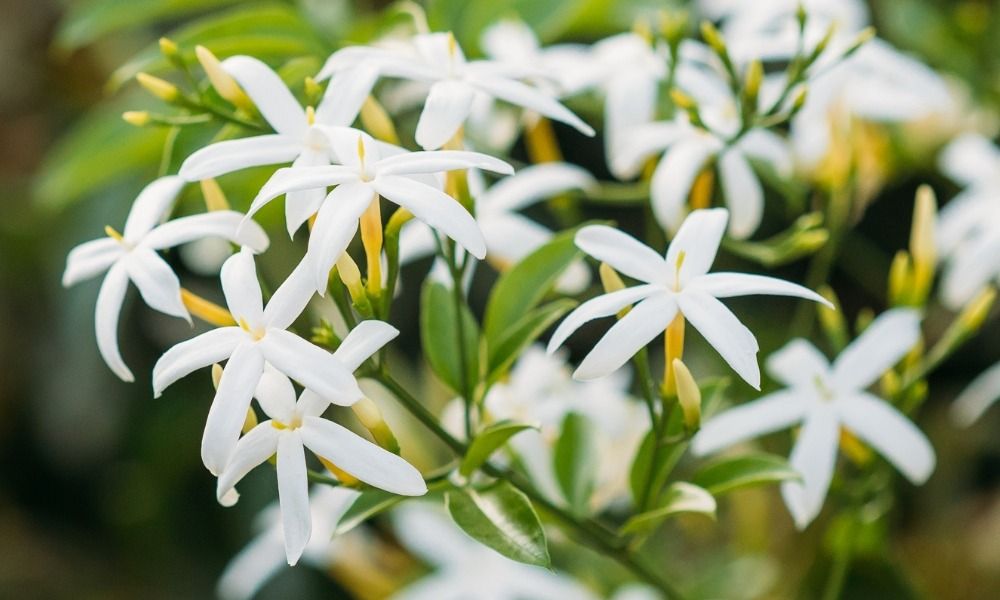 Add a touch of captivating fragrance and beauty to your garden with our jasmines