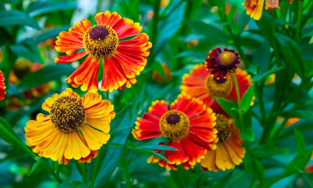 Extend the beautiful season in your garden with late flowering perennials!