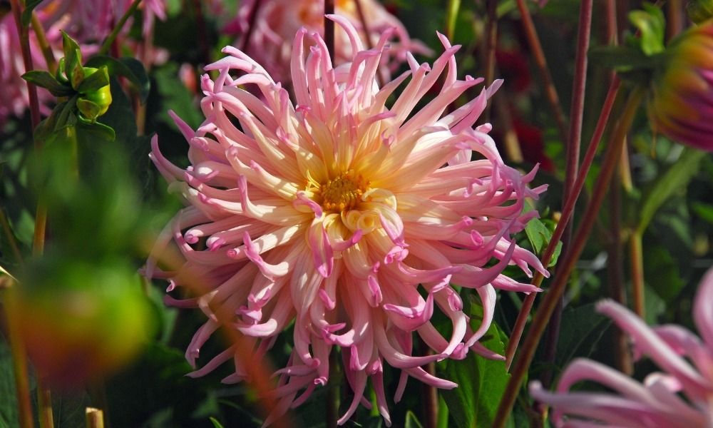 DAHLIA NEWS