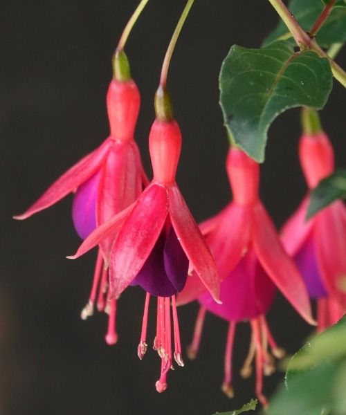 The most beautiful plants right now!