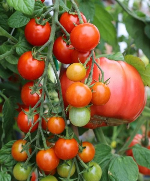 Vegetable garden calendar: June