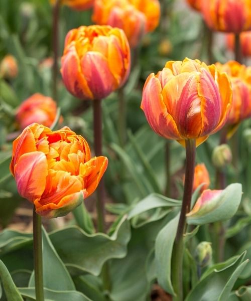 Get your favourite bulbs at 50% off!