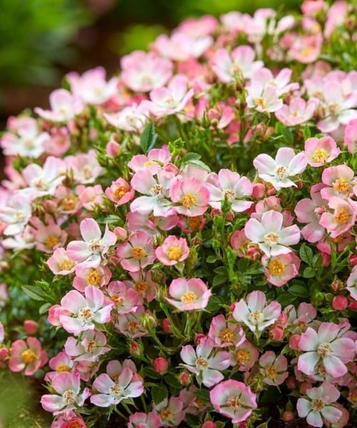 Hundreds of roses, endless treasures to discover!