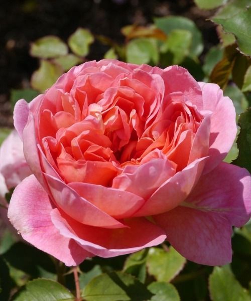 Invite the stars of summer into your garden!