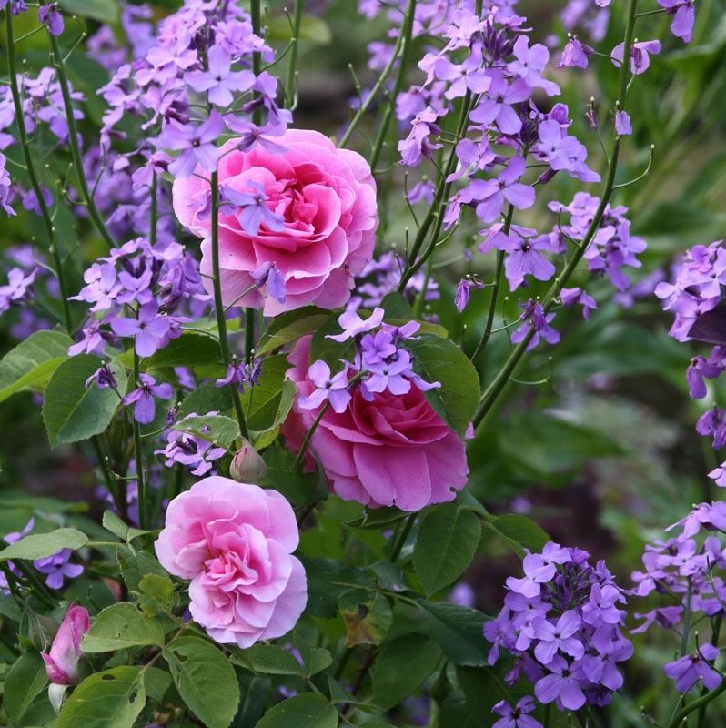 Find the perfect rose bush for your garden!
