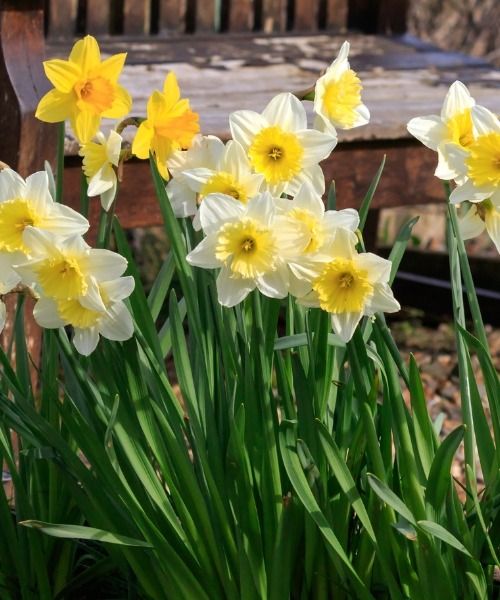 Get Your favourite spring flowering bulbs!