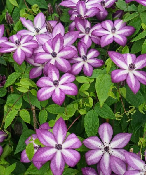 30% off selected Clematis!