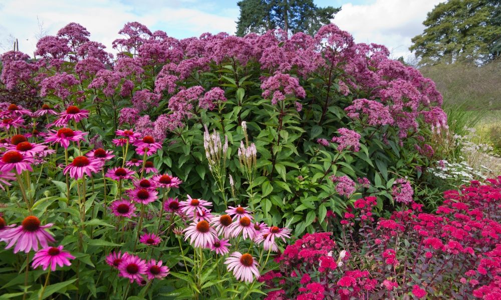 The world's largest catalogue of perennials